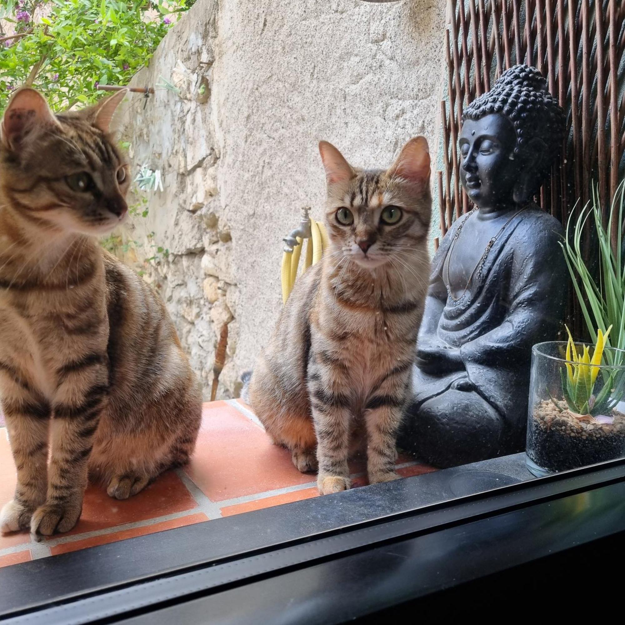 La Bulle Caree Village Homestay